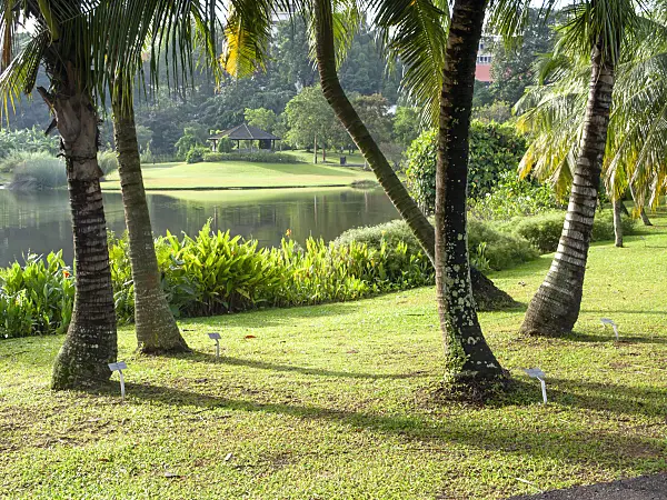 434065 - Coconut tree (Cocos nucifera)