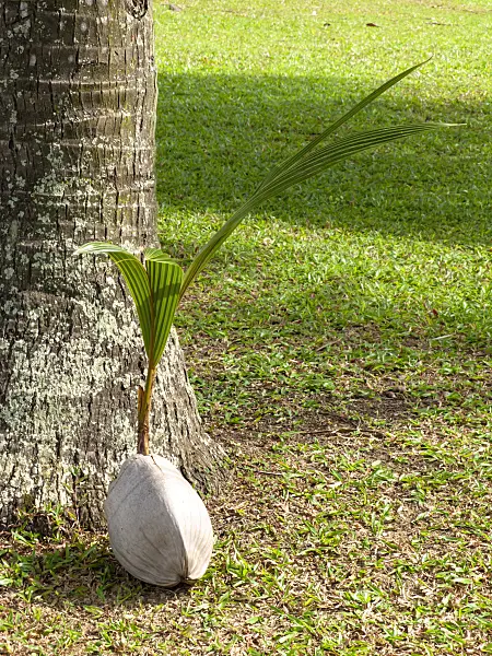 434200 - Coconut tree (Cocos nucifera)