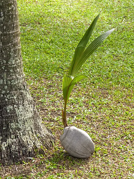 434201 - Cocotier (Cocos nucifera)