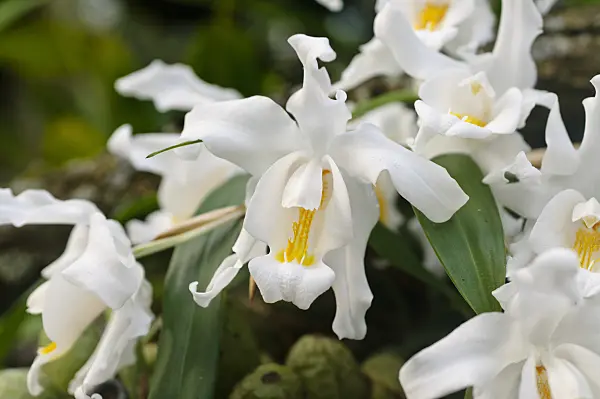 481031 - Coelogyne cristata