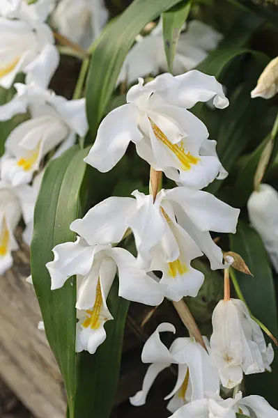 481034 - Coelogyne cristata