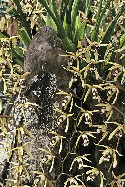 364047 - Coelogyne dayana
