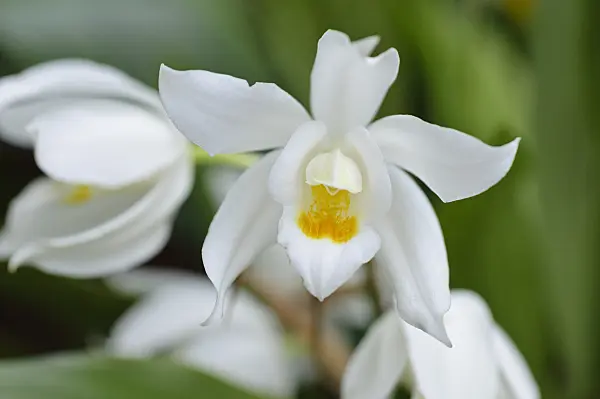 476258 - Coelogyne mooreana