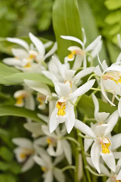 533333 - Coelogyne nitida syn. Coelogyne ochracea