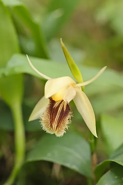 477069 - Coelogyne ovalis