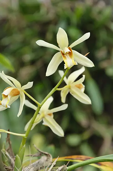 467014 - Coelogyne trinervis