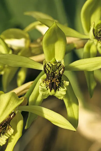 367012 - Coelogyne x burfordiense