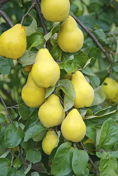 526093 - Cognassier (Cydonia oblonga 'Champion')