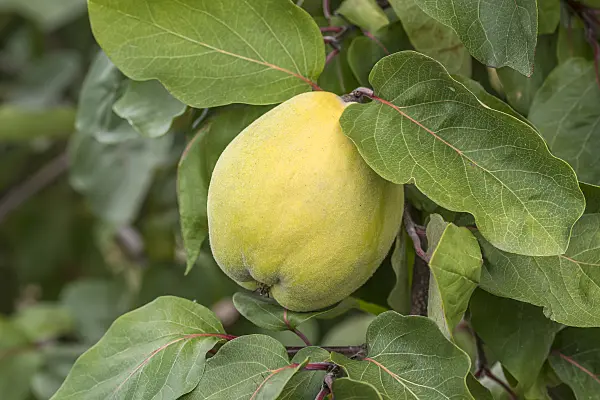 635033 - Cognassier (Cydonia oblonga 'Cydora')