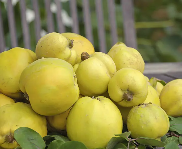 535343 - Cognassier (Cydonia oblonga 'Konstantinopeler')