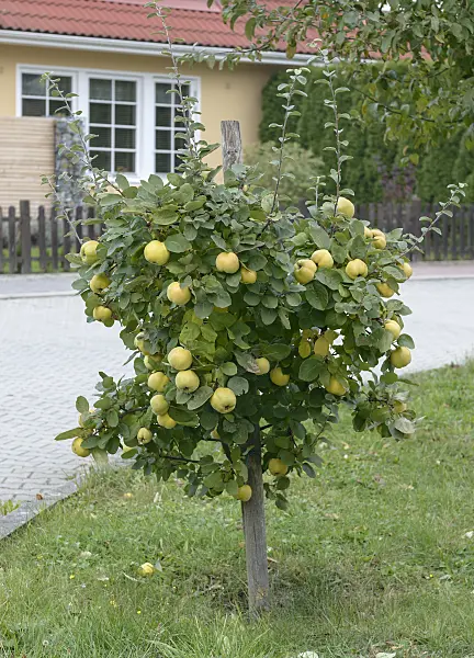 547137 - Cognassier (Cydonia oblonga 'Konstantinopeler')