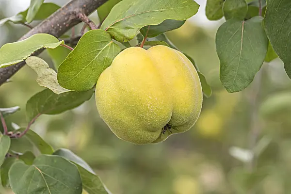 635038 - Cognassier (Cydonia oblonga 'Konstantinopeler')