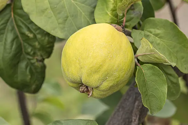 635040 - Cognassier (Cydonia oblonga 'Ronda')