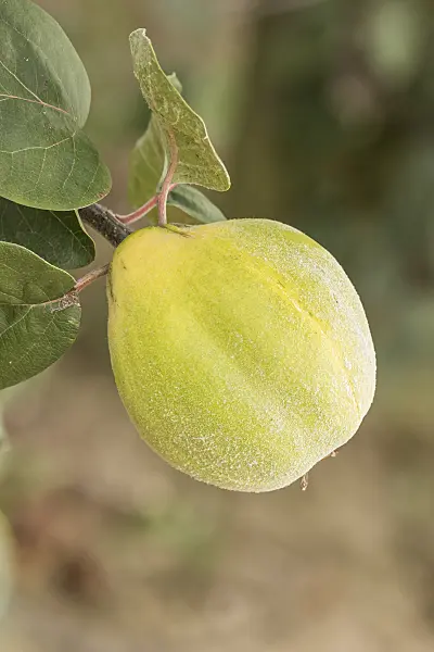 635041 - Cognassier (Cydonia oblonga 'Turkey No.4')
