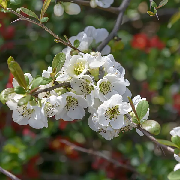 607024 - Cognassier du Chine (Chaenomeles speciosa 'Nivalis')