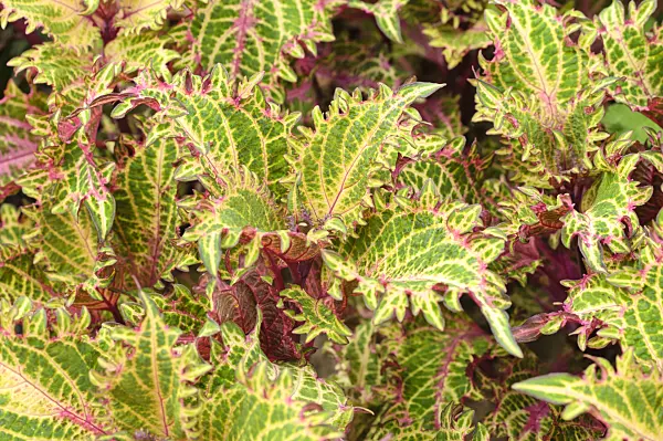 474204 - Coleus (Solenostemon scutellarioides 'Bronze Age' syn. Coleus blumei 'Bronze Age')