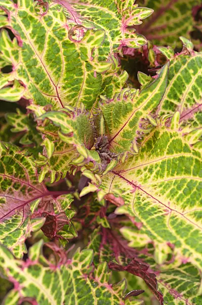 474205 - Coleus (Solenostemon scutellarioides 'Bronze Age' syn. Coleus blumei 'Bronze Age')