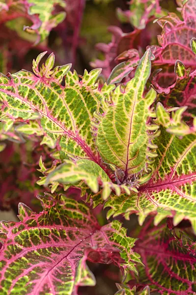 474206 - Coleus (Solenostemon scutellarioides 'Bronze Age' syn. Coleus blumei 'Bronze Age')