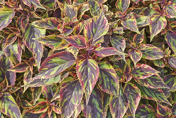 502157 - Coleus (Solenostemon scutellarioides 'Combat' syn. Coleus blumei 'Combat')