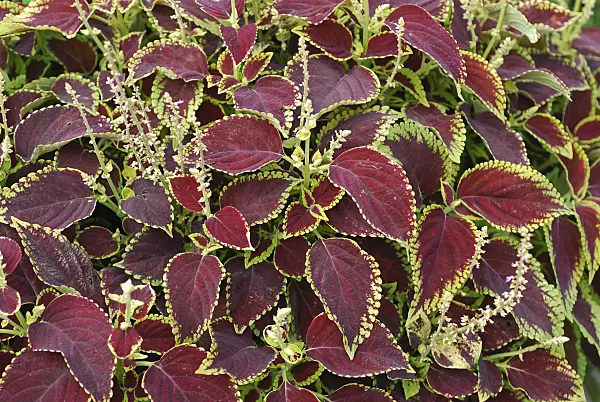 454014 - Coleus (Solenostemon scutellarioides 'Fireball' syn. Coleus blumei 'Fireball')