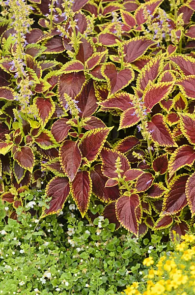 534379 - Coleus (Solenostemon scutellarioides 'Fireball' syn. Coleus blumei 'Fireball')