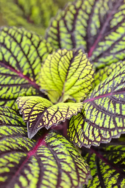 474195 - Coleus (Solenostemon scutellarioides 'Fishnet Stockings' syn. Coleus blumei 'Fishnet Stockings')