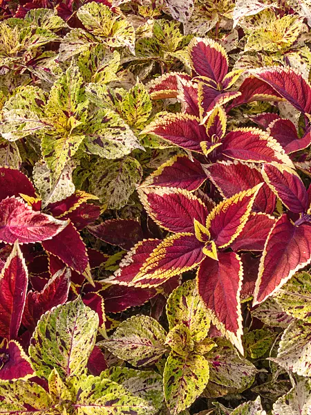 404005 - Coleus (Solenostemon scutellarioides 'Kiwi Fern' syn. Coleus blumei 'Kiwi Fern' and Solenostemon scutellarioides 'Wizard Sunset Orange' syn. Coleus blumei 'Wizard Sunset Orange')
