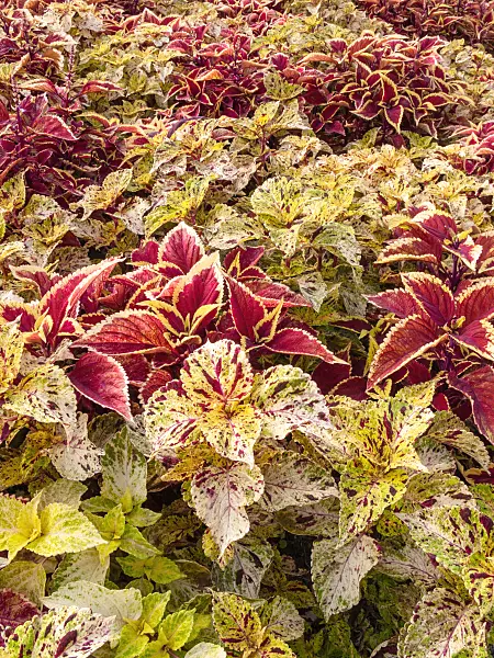404006 - Coleus (Solenostemon scutellarioides 'Kiwi Fern' syn. Coleus blumei 'Kiwi Fern' and Solenostemon scutellarioides 'Wizard Sunset Orange' syn. Coleus blumei 'Wizard Sunset Orange')