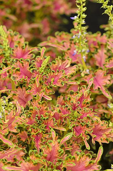 534377 - Coleus (Solenostemon scutellarioides 'Malibu Apricot' syn. Coleus blumei 'Malibu Apricot')