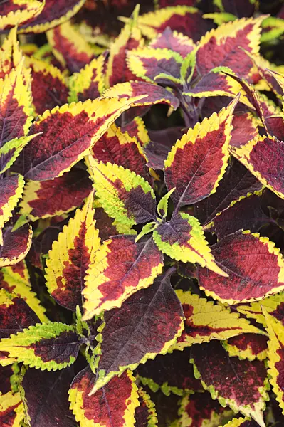 475197 - Coleus (Solenostemon scutellarioides 'Mission Gem' syn. Coleus blumei 'Mission Gem')
