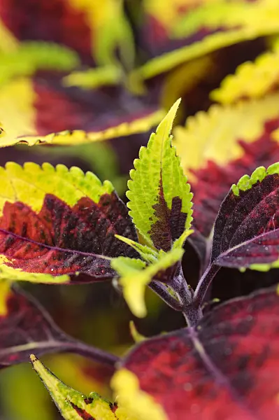 475198 - Coleus (Solenostemon scutellarioides 'Mission Gem' syn. Coleus blumei 'Mission Gem')