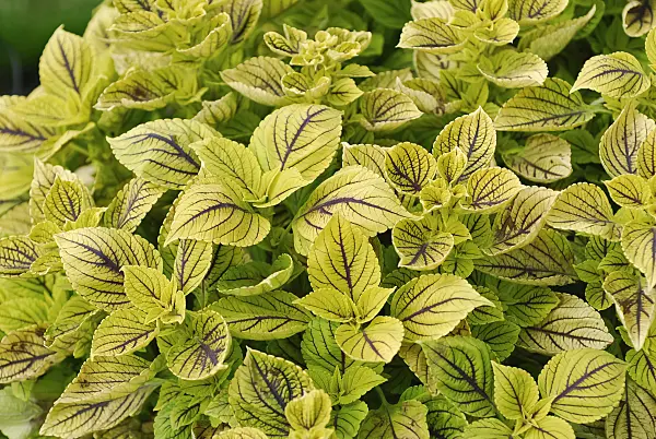 454015 - Coleus (Solenostemon scutellarioides 'Nevada' syn. Coleus blumei 'Nevada')