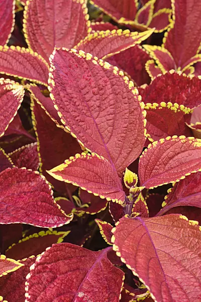 474254 - Coleus (Solenostemon scutellarioides 'Otto Mann' syn. Coleus blumei 'Otto Mann')