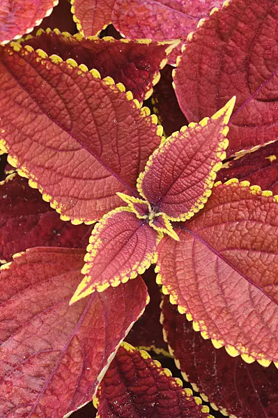 474255 - Coleus (Solenostemon scutellarioides 'Otto Mann' syn. Coleus blumei 'Otto Mann')