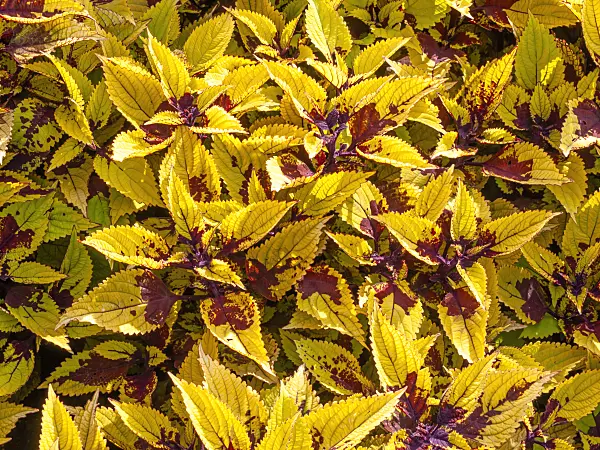 440241 - Coleus (Solenostemon scutellarioides 'Pineapple Beauty' syn. Coleus blumei 'Pineapple Beauty')