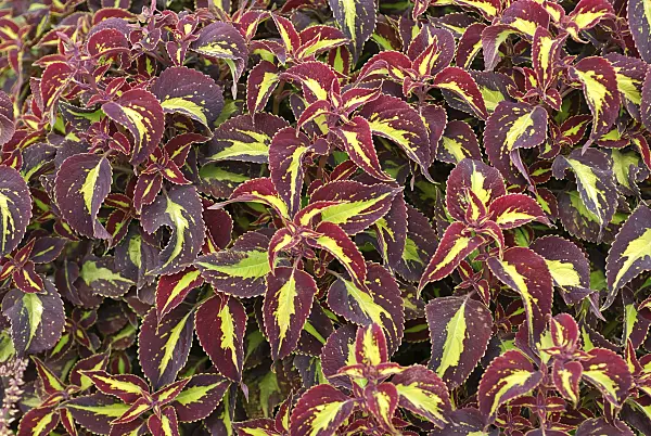 454016 - Coleus (Solenostemon scutellarioides 'Saturan' syn. Coleus blumei 'Saturan')