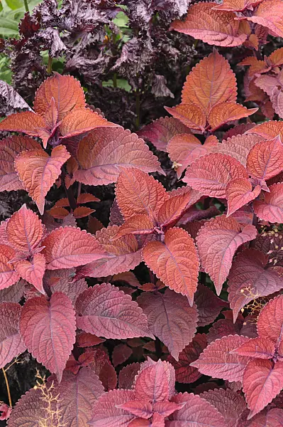 487029 - Coleus (Solenostemon scutellarioides 'Sedona' syn. Coleus blumei 'Sedona')