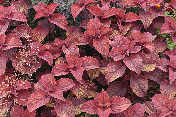 487033 - Coleus (Solenostemon scutellarioides 'Sedona' syn. Coleus blumei 'Sedona')