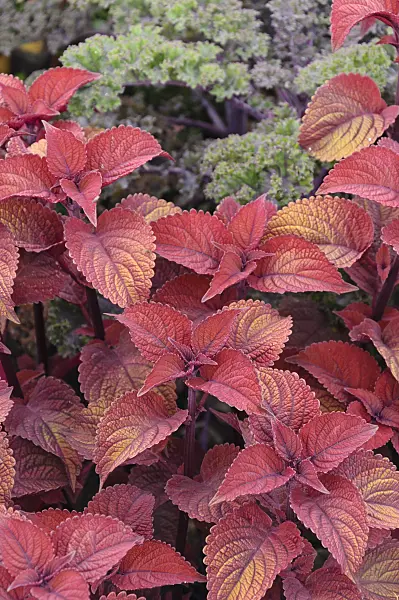 487034 - Coleus (Solenostemon scutellarioides 'Sedona' syn. Coleus blumei 'Sedona')