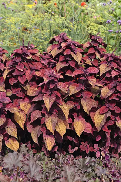 488118 - Coleus (Solenostemon scutellarioides 'Sedona' syn. Coleus blumei 'Sedona')