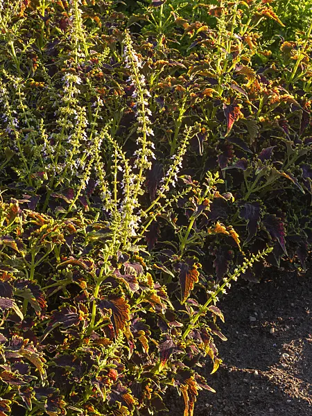 404067 - Coleus (Solenostemon scutellarioides syn. Coleus blumei)