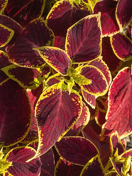 405048 - Coleus (Solenostemon scutellarioides syn. Coleus blumei)