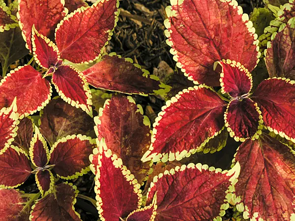 422014 - Coleus (Solenostemon scutellarioides syn. Coleus blumei)