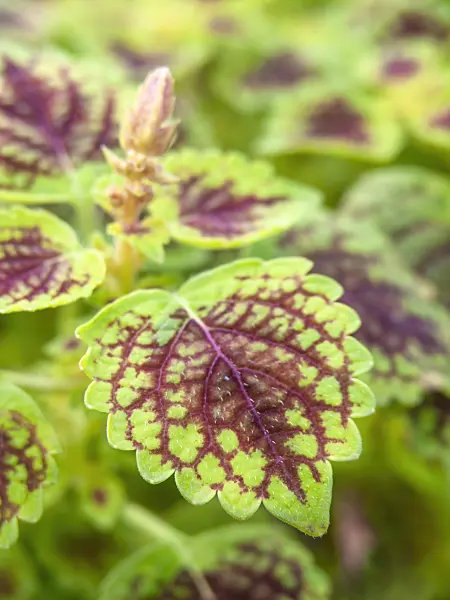 431011 - Coleus (Solenostemon scutellarioides syn. Coleus blumei)
