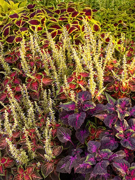440005 - Coleus (Solenostemon scutellarioides syn. Coleus blumei)