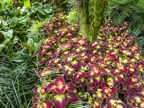 454145 - Coleus (Solenostemon scutellarioides syn. Coleus blumei)