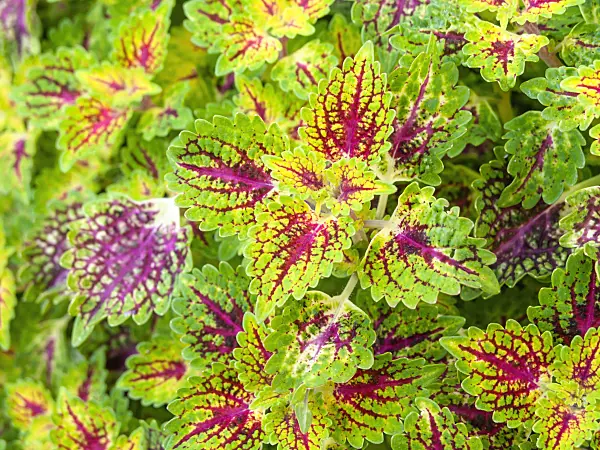 464007 - Coleus (Solenostemon scutellarioides syn. Coleus blumei)