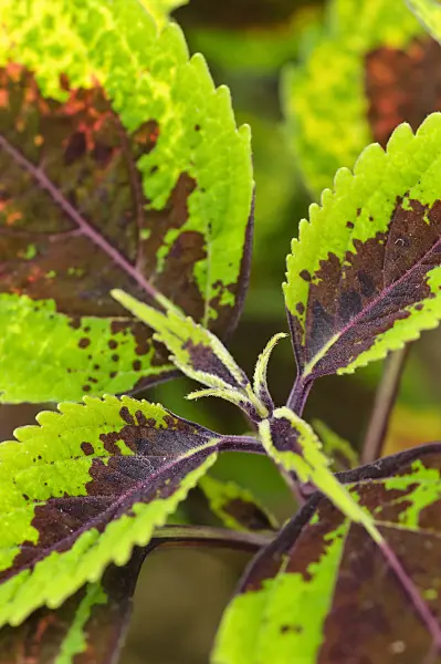 473210 - Coleus (Solenostemon scutellarioides syn. Coleus blumei)