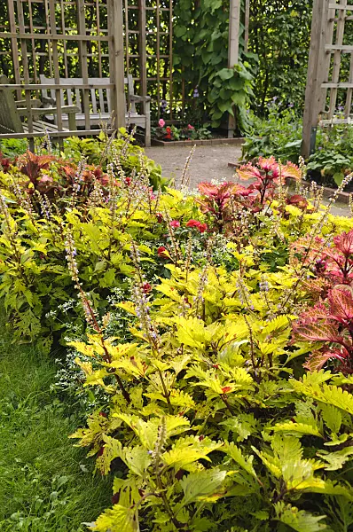 488053 - Coleus (Solenostemon scutellarioides syn. Coleus blumei)