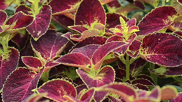 499038 - Coleus (Solenostemon scutellarioides syn. Coleus blumei)